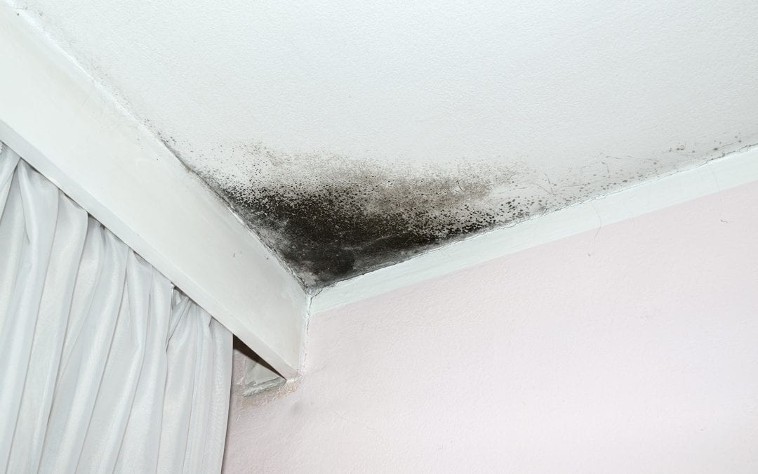 mold in your home