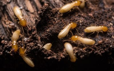 What You Should Know About Termites In the Home