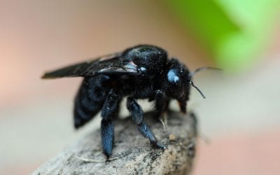 4 Common Wood Destroying Organisms Besides Termites