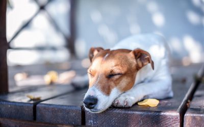 Deck Safety Tips to Protect Your Pets and Kids